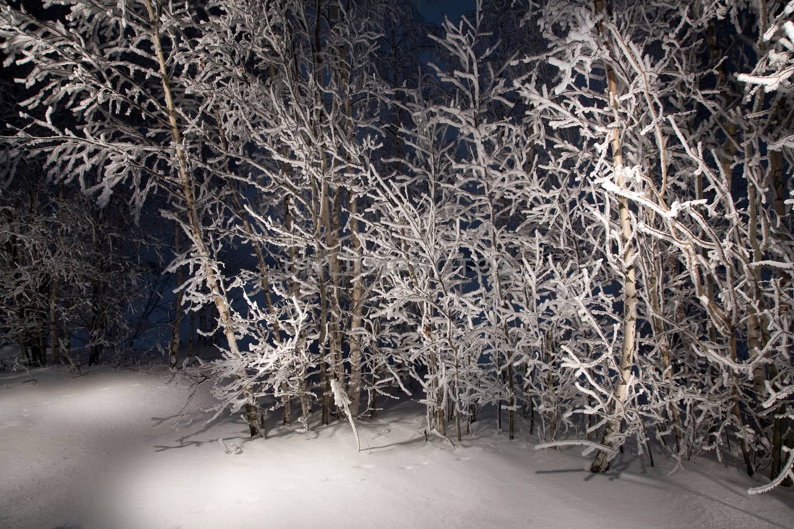Lone trees in snowy woods.
A wintry forest at night.