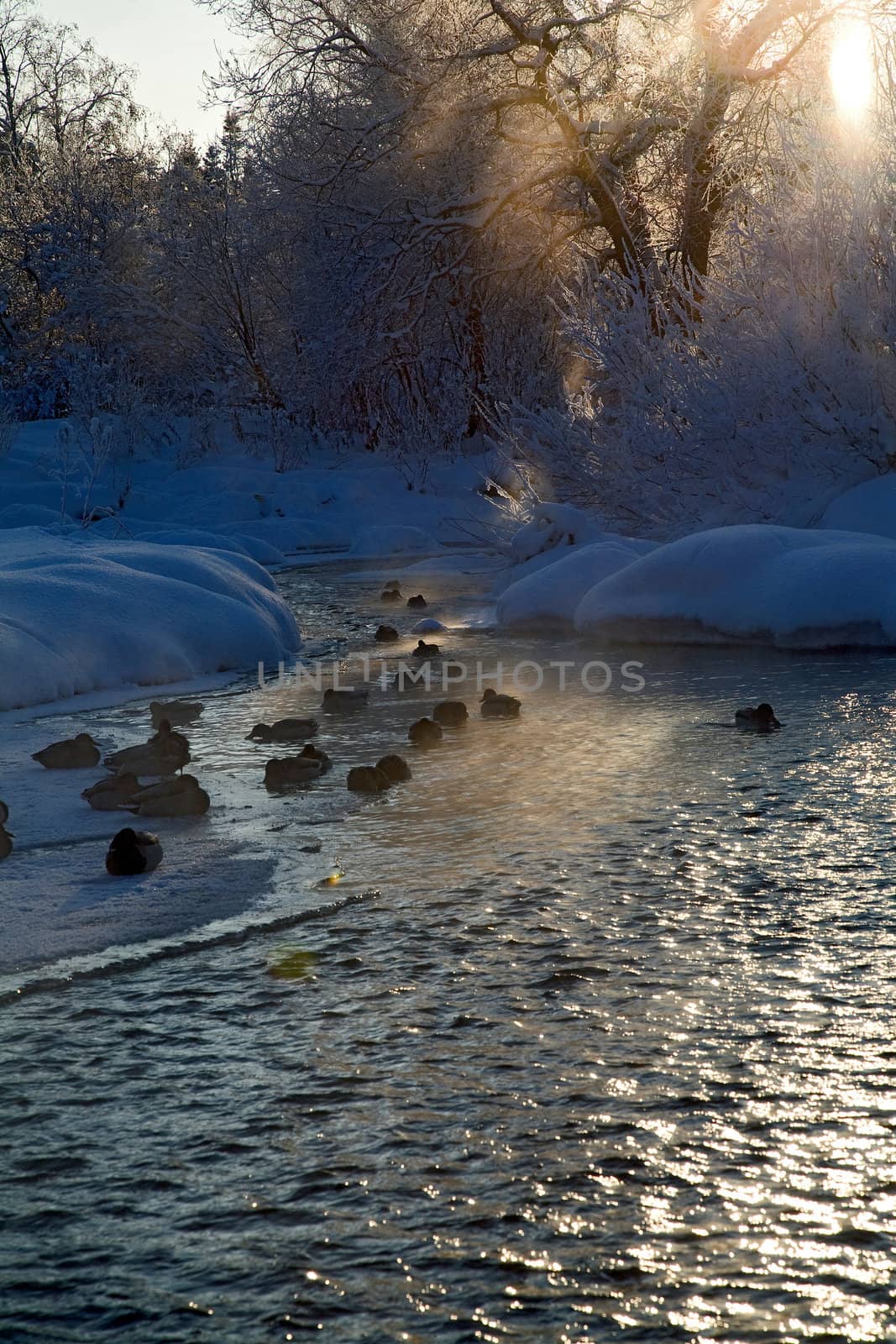 Beautiful winter landscape scene with frozen trees and birds in the river