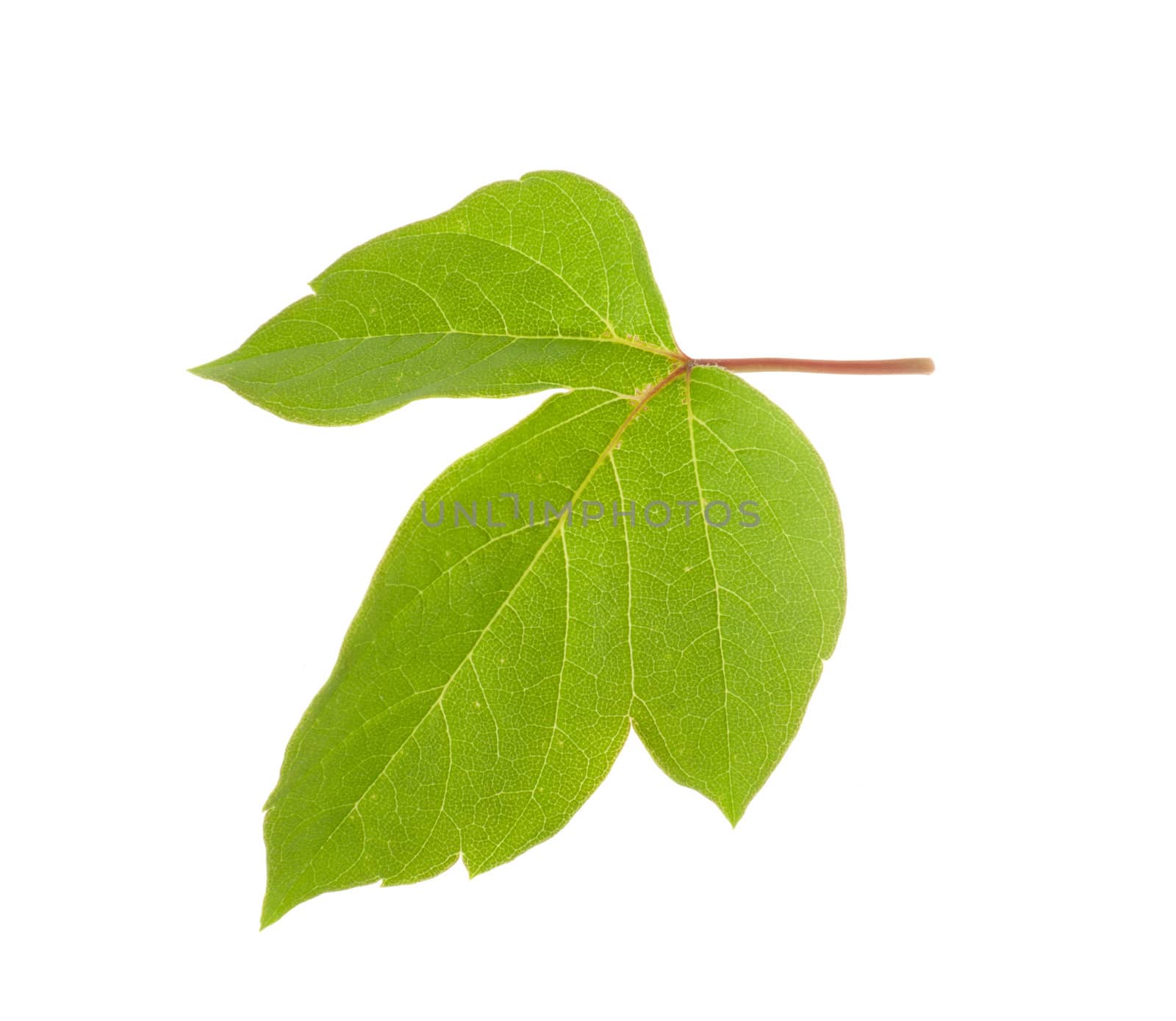 green leaf isolated on white background 