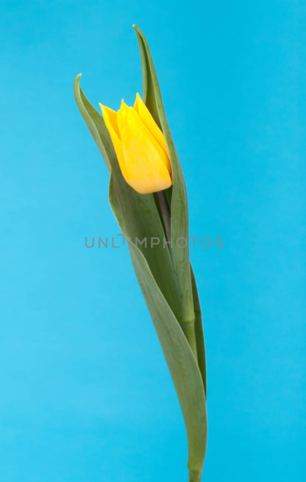 Yellow tulip, photo on the blue background 