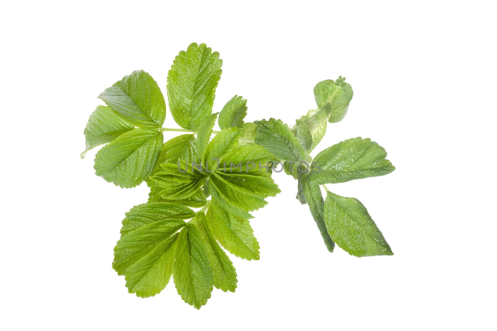 green leaves of wild rose isolated on white 