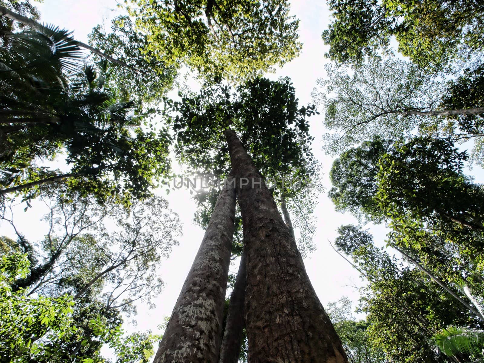 Ground view of two entangled tree in a tropical forest in Malaysia