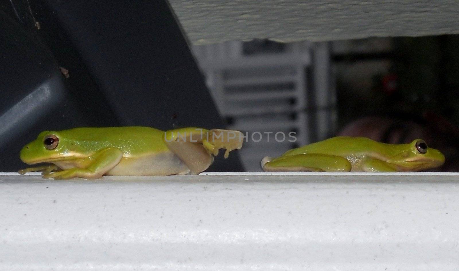 American tree frogs often come out and mate just after warm summer rains. Here, two have met up on a downspout.