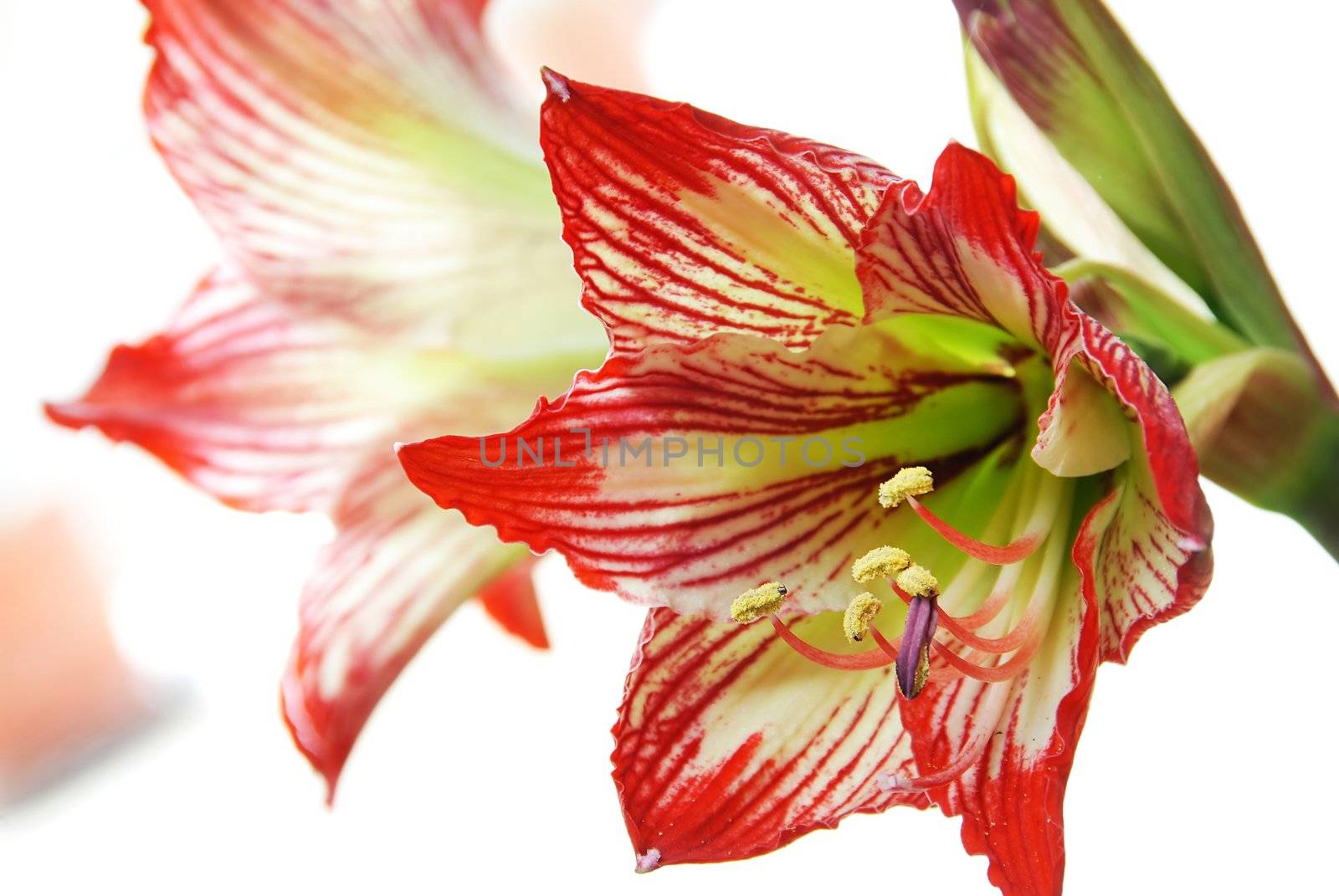 lily flower closeup macro natural background details