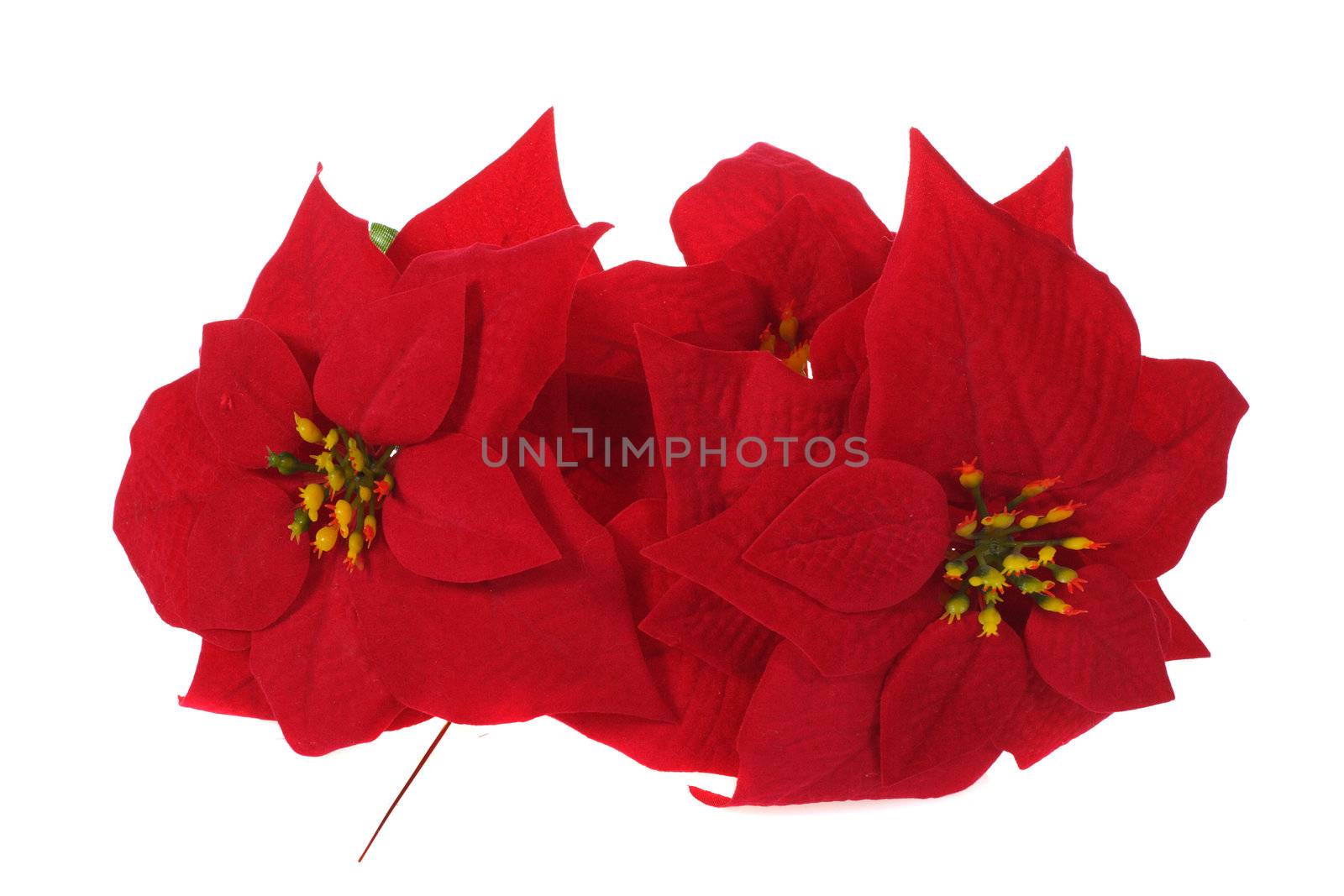 Poinsettia Christmas Decoration photo on the white background