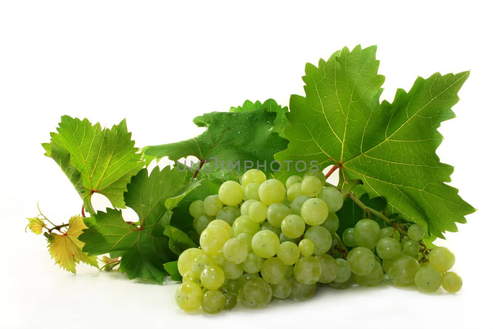 Grapes and vine leaves on a white background