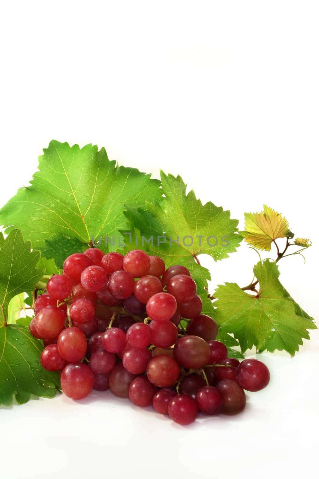 Grapes and vine leaves on a white background