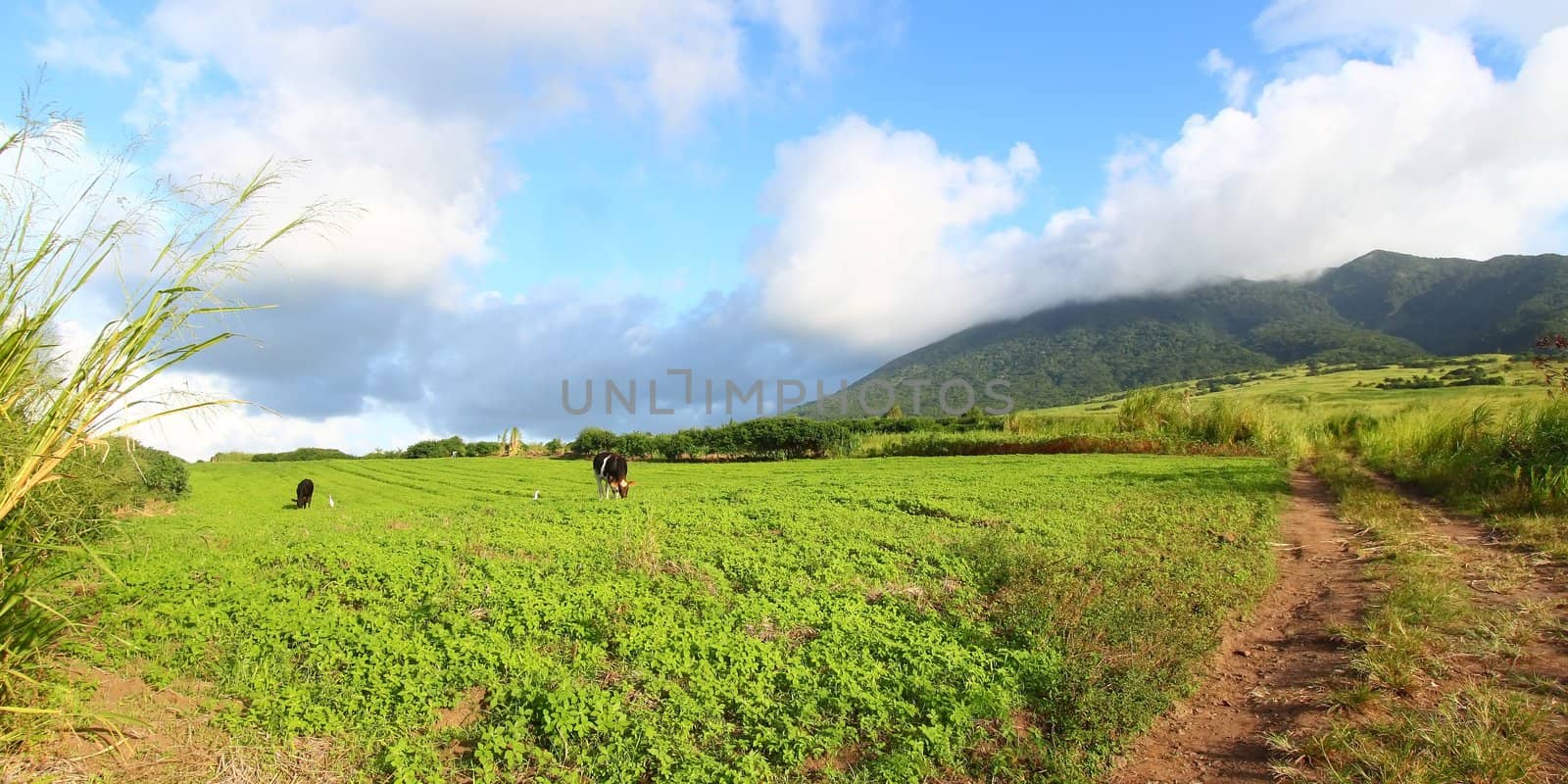 Landscape of the agricultural areas of Saint Kitts.
