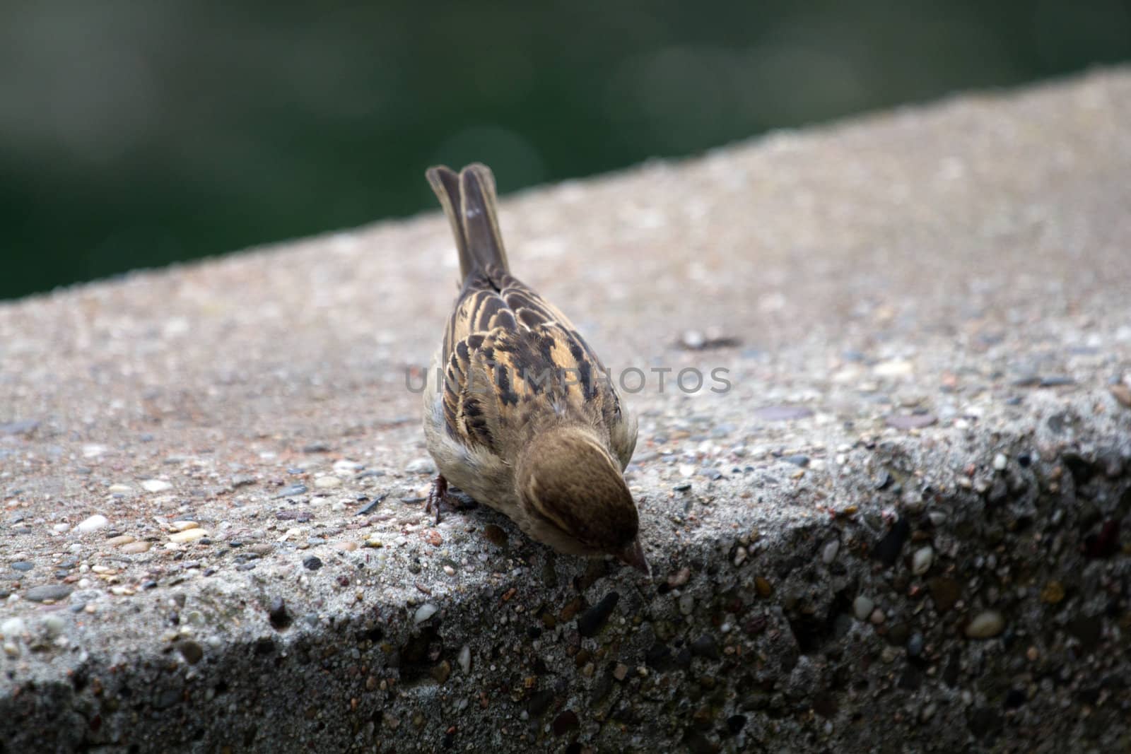 A bird pauses at the edge on a cool summer evening
