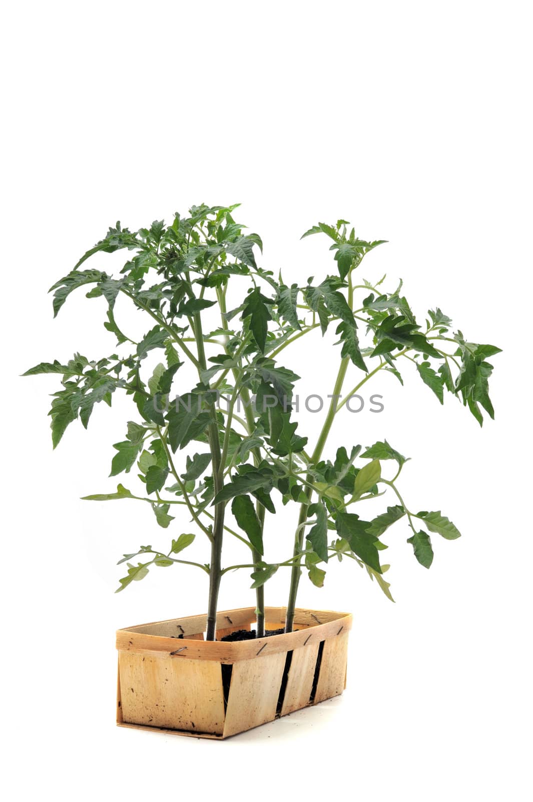 Tomato seedling in front of white background