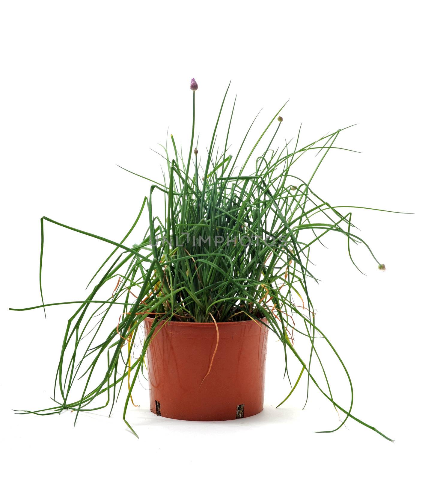 chives in pot in front of white background