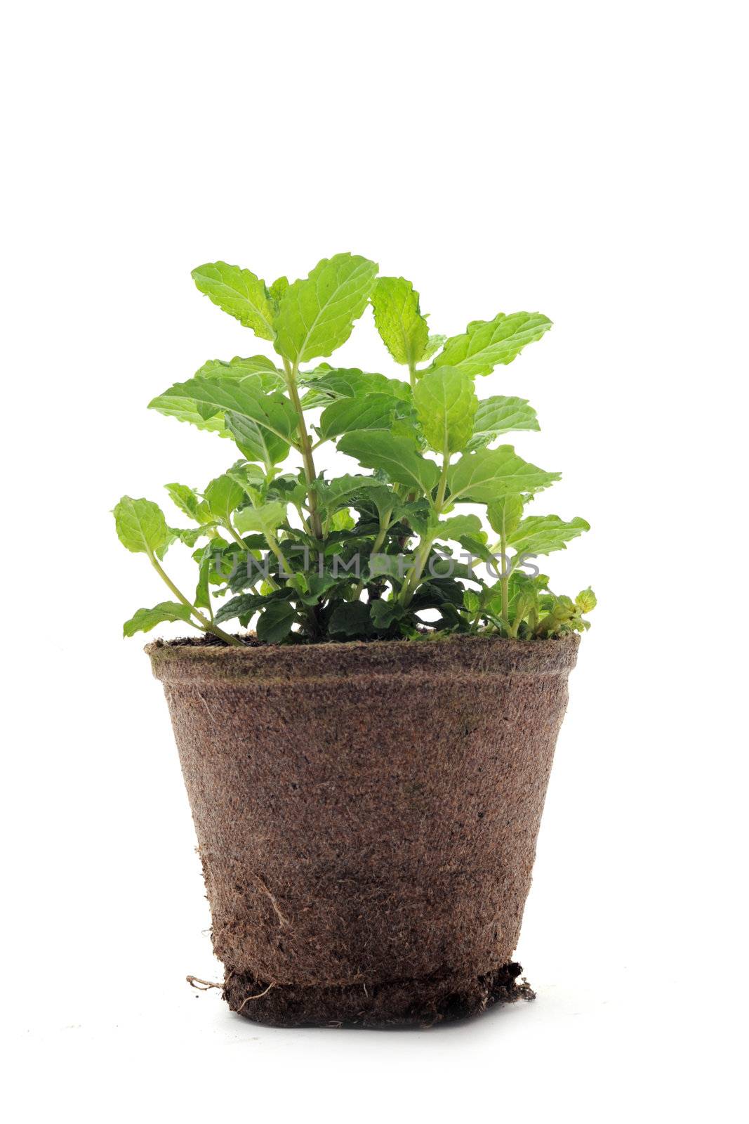 Fresh mint herb in a pot on the white background