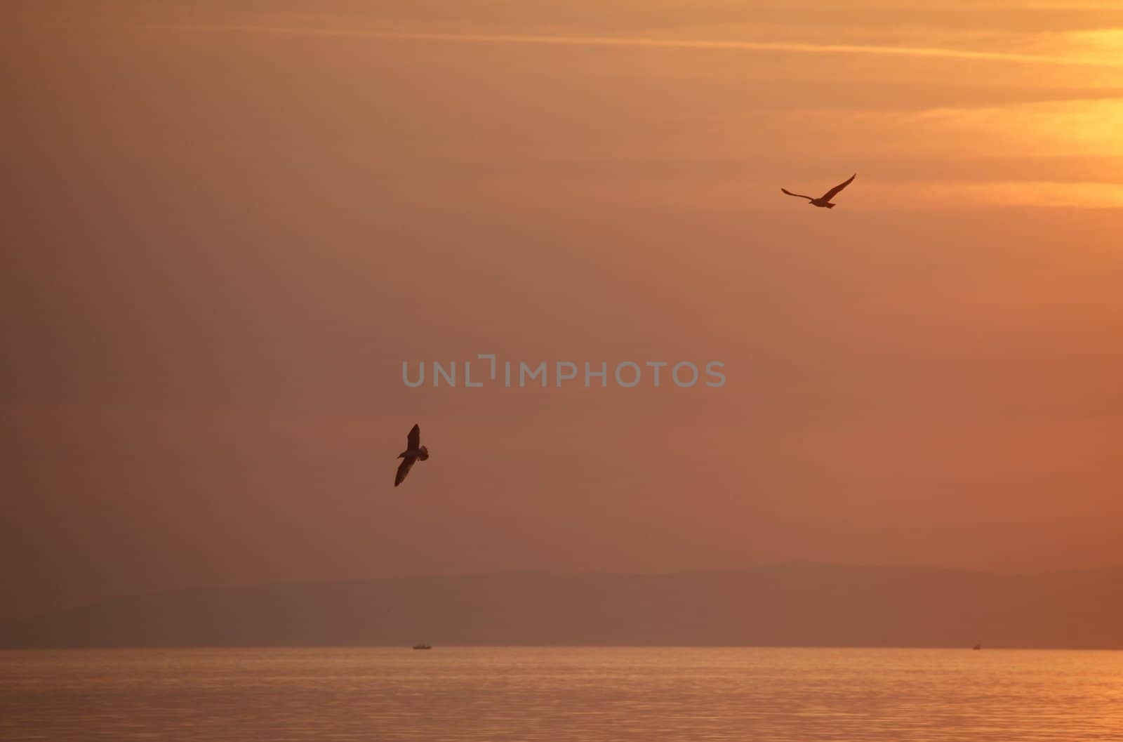 Seagulls flying around in the sunset