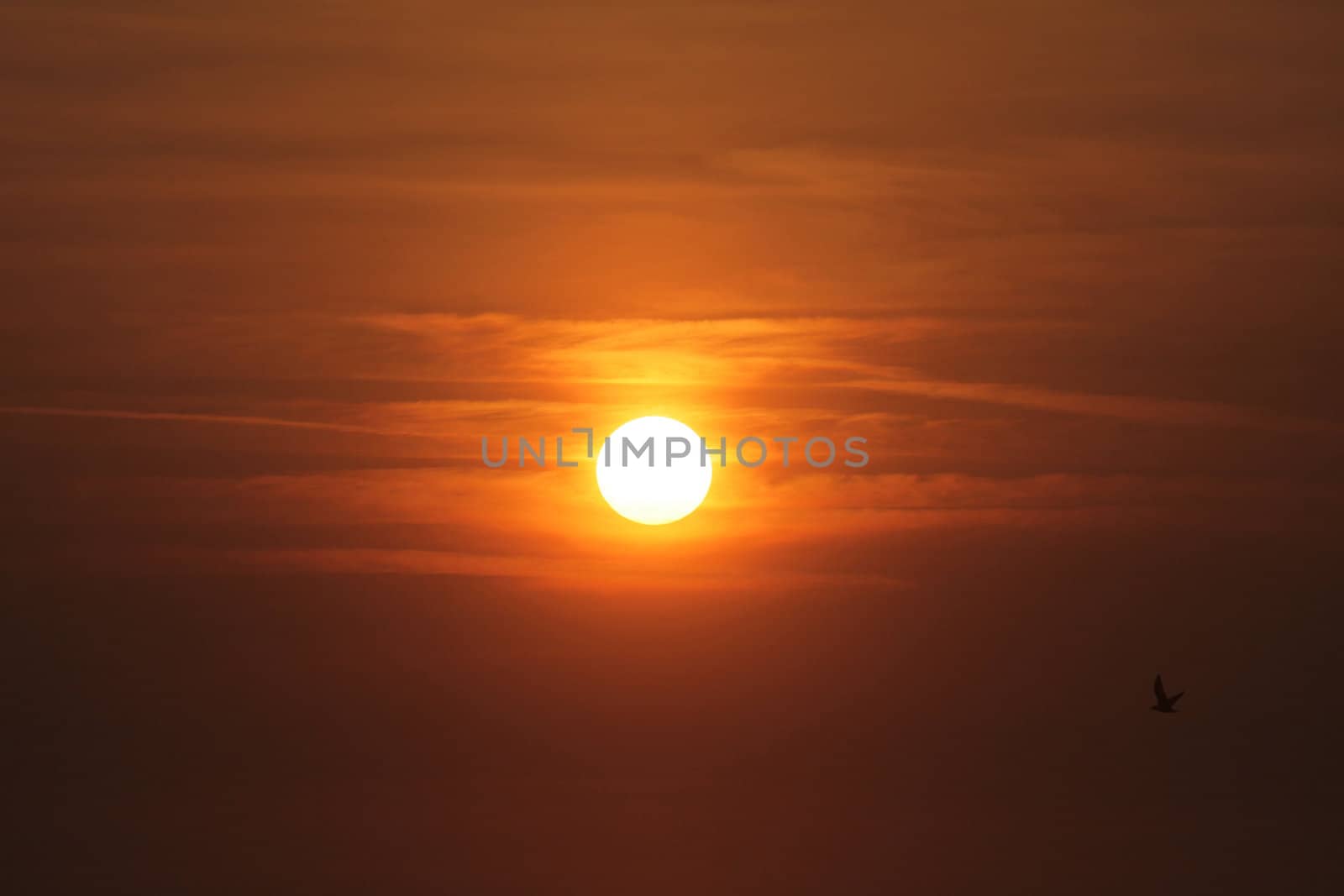 Seagulls flying around in the sunset by atlas