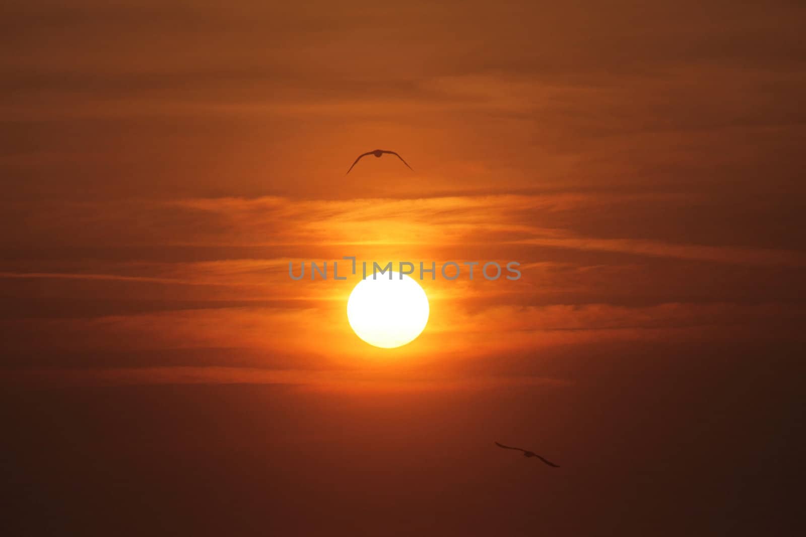 Seagulls flying around in the sunset by atlas