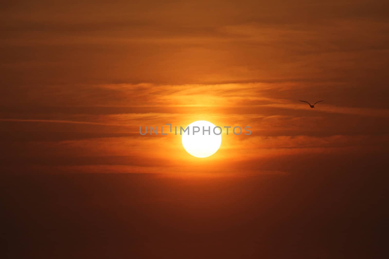 Seagulls flying around in the sunset by atlas