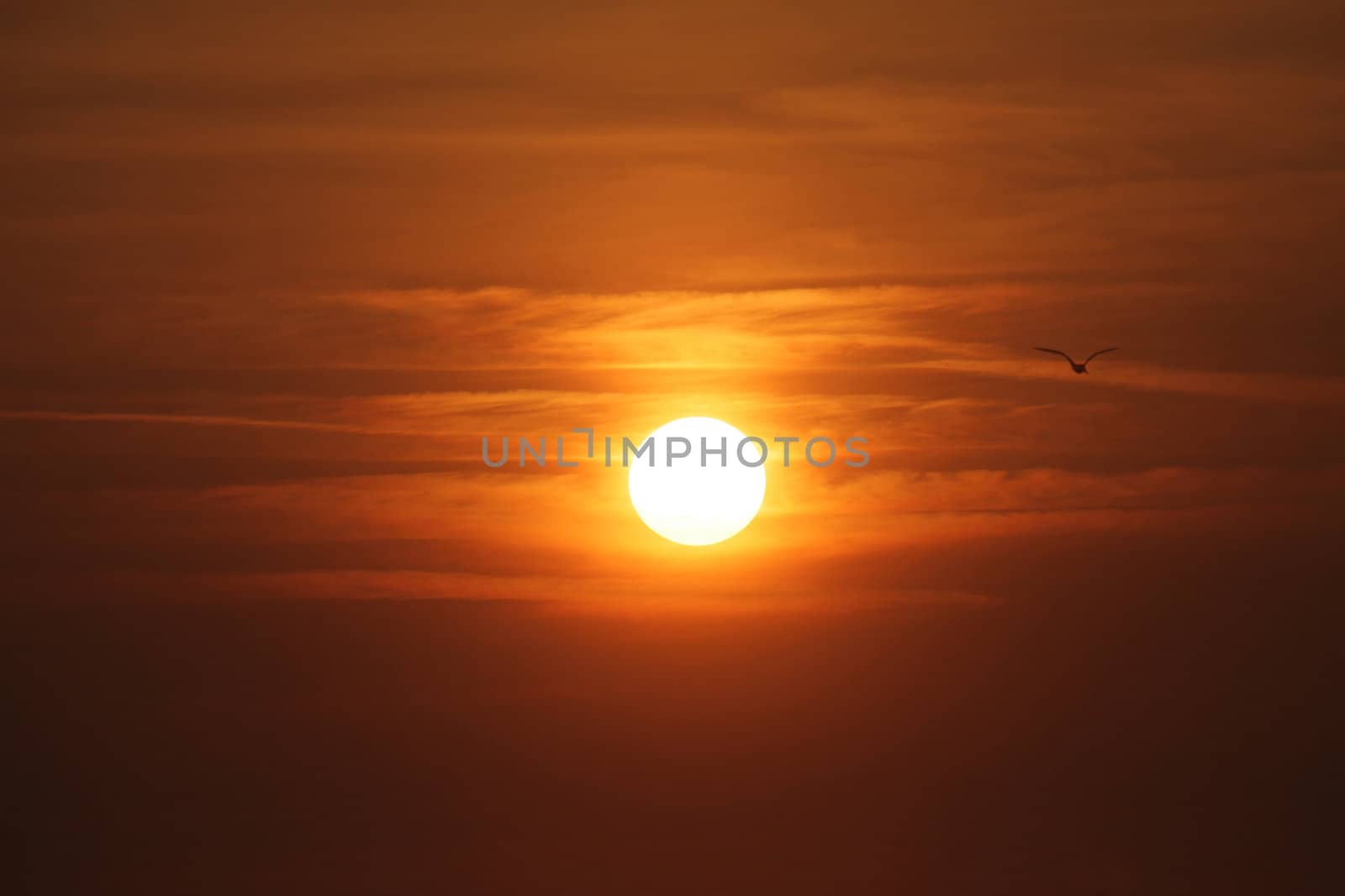 Seagulls flying around in the sunset