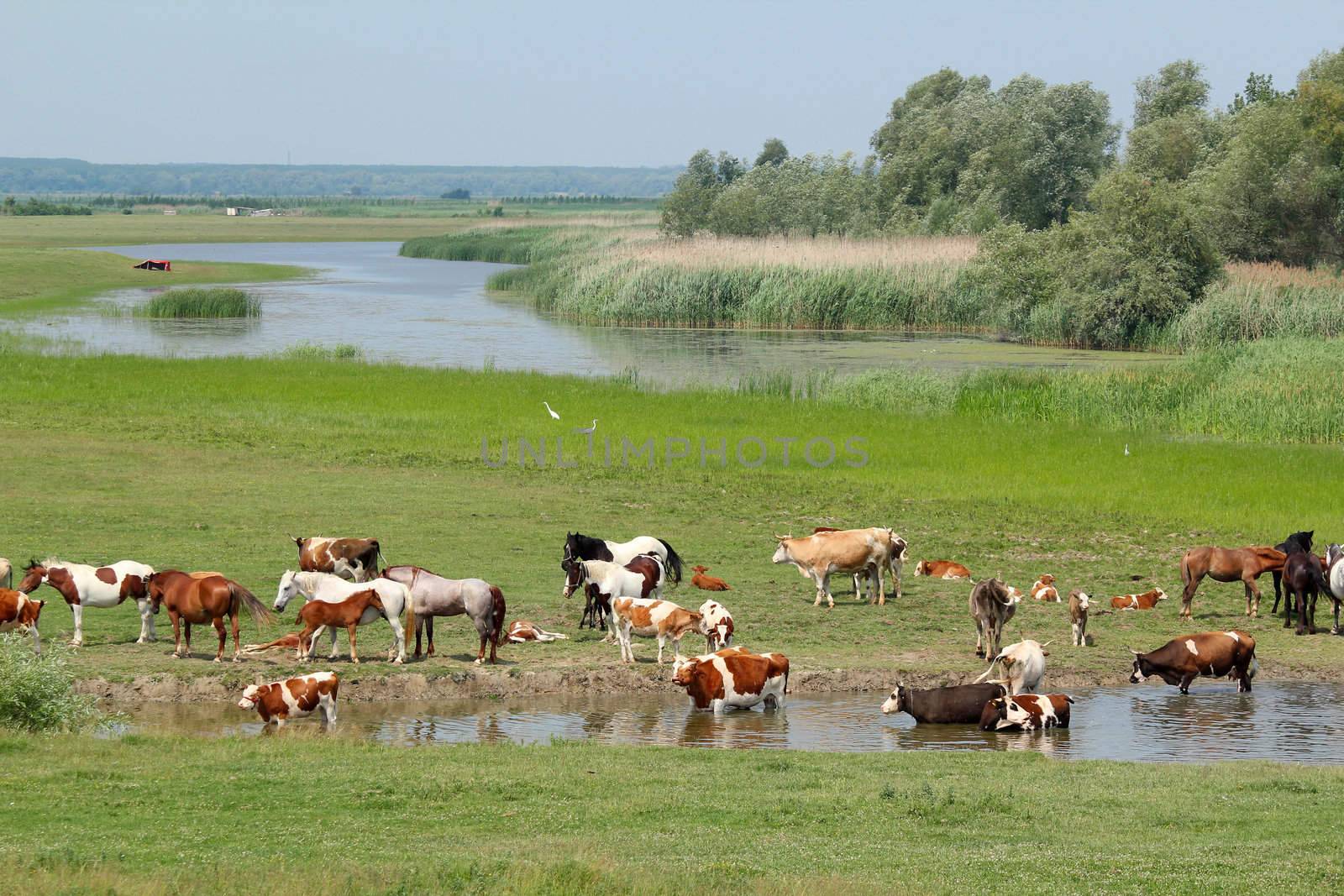 cows and horses on river