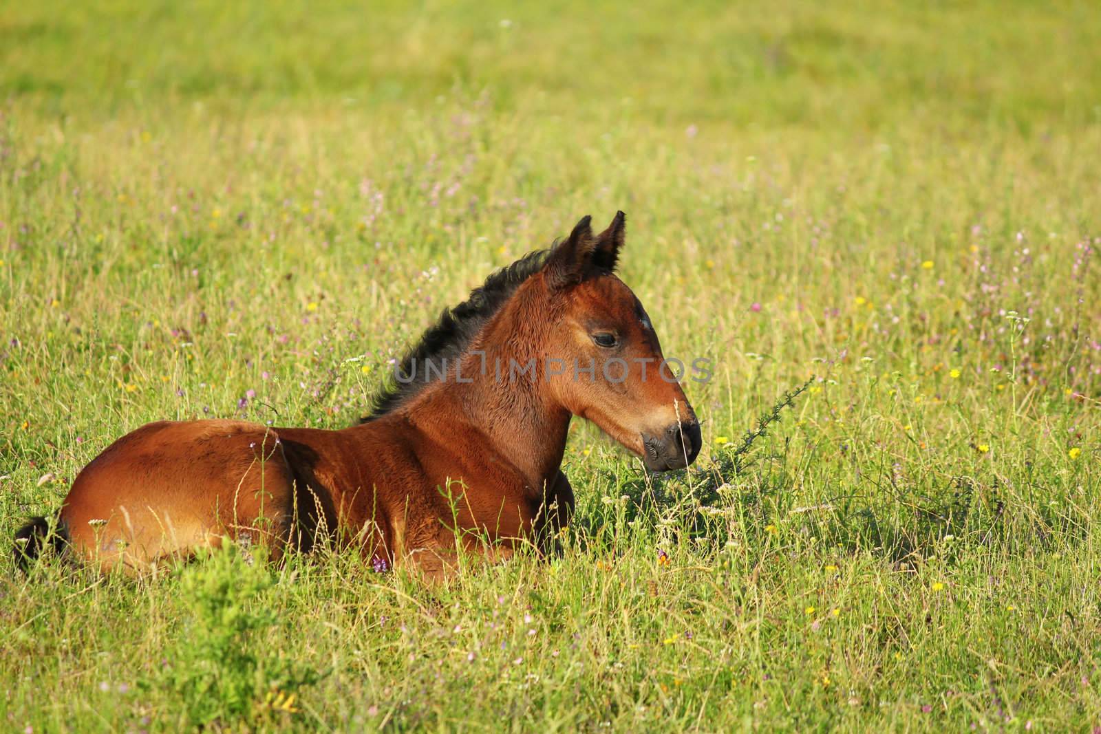 horse brown foal lying in pasture by goce