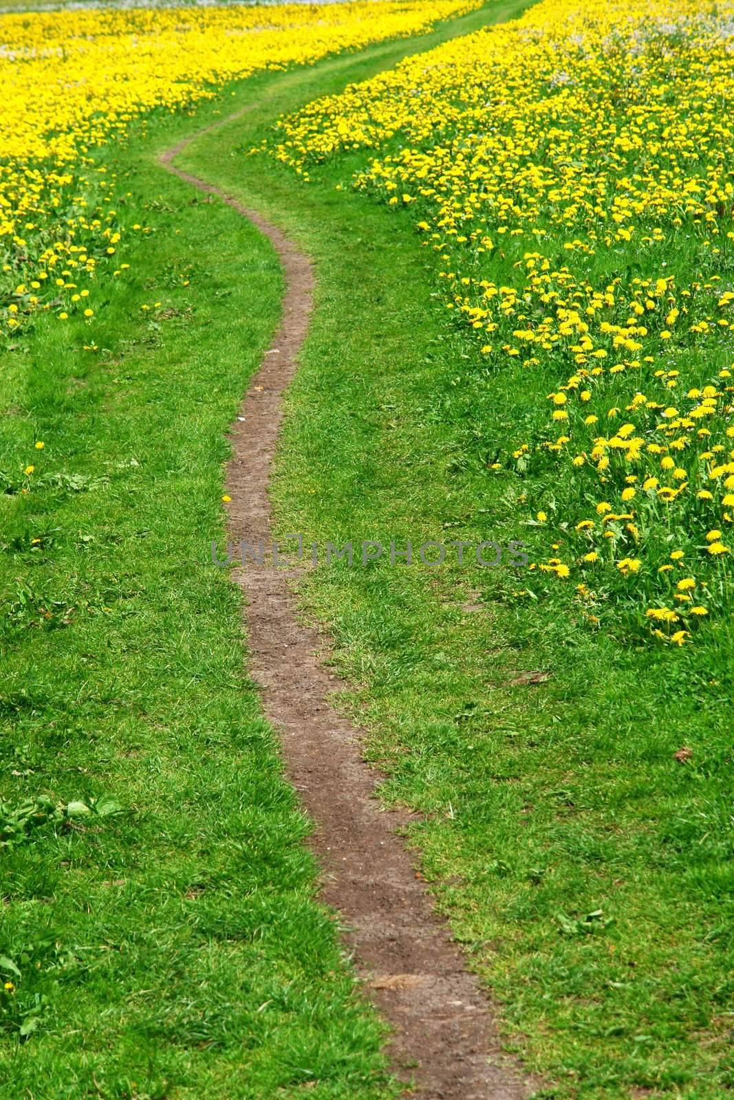 a path through a summer landscape on a sunny day