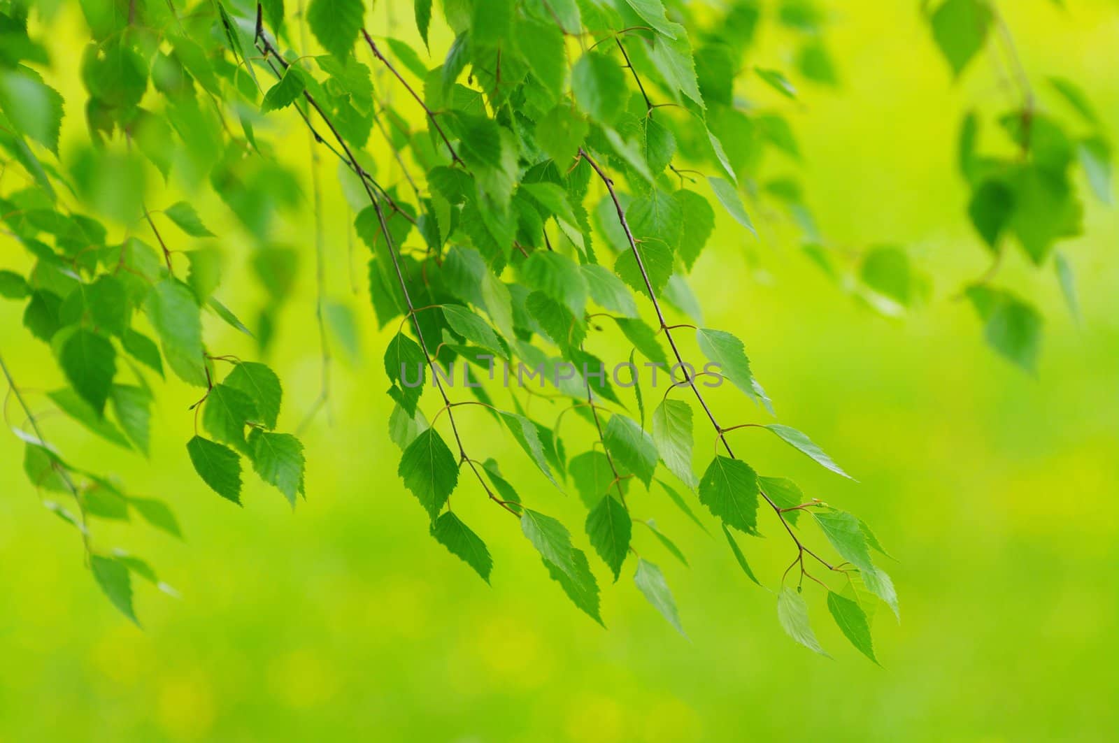 green leaves foliage at springtime outside in the nature