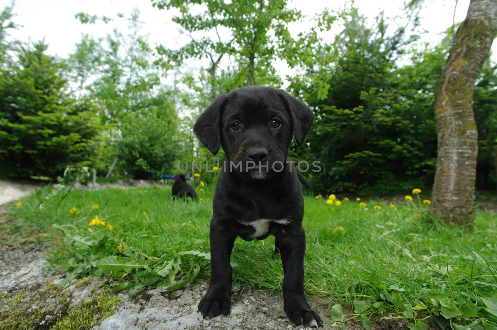 cute puppies in the meadow looking curios