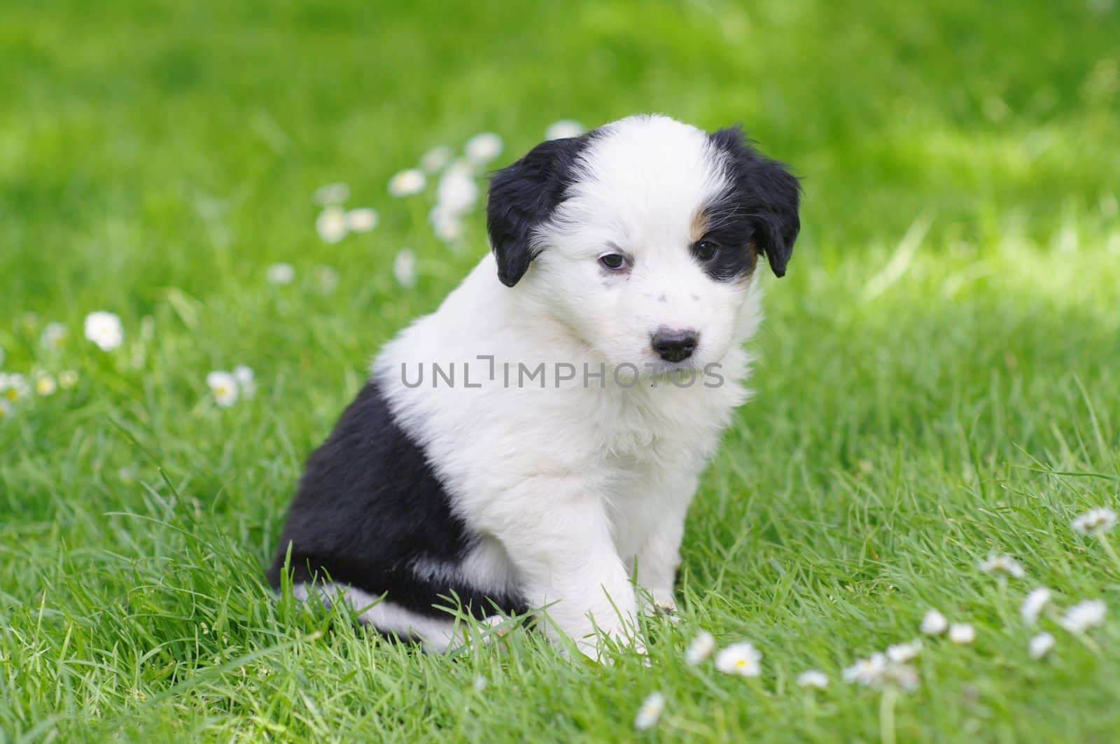 cute puppies in the meadow in spring time