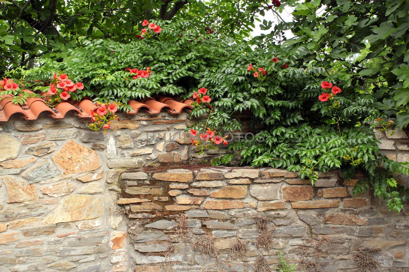 old stone wall with flowers by goce