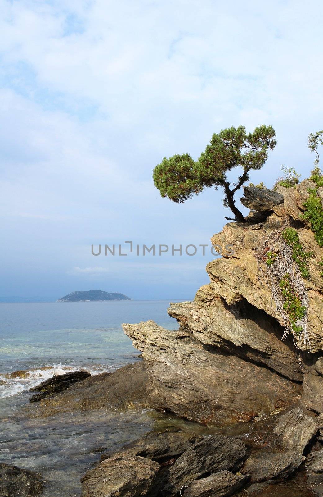 pine tree on a rock above the sea