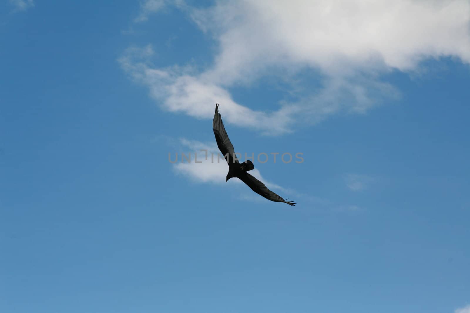 Picture of a flying eagle infront of wonderfull clouds