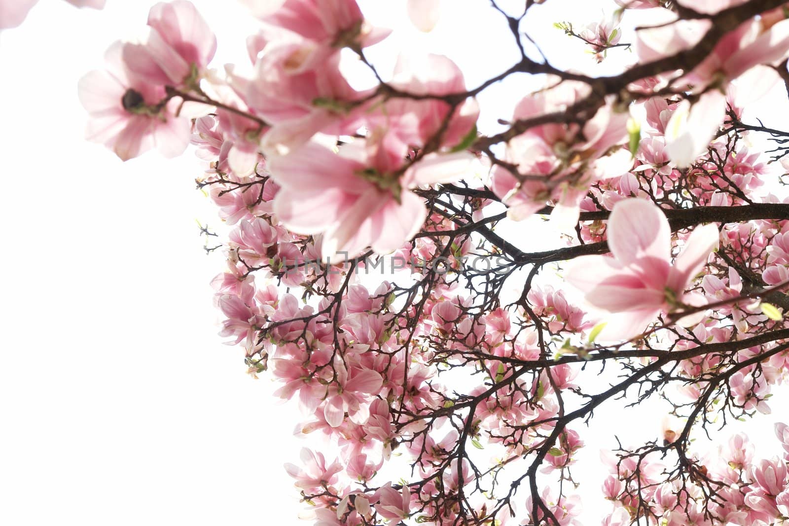 beautiful colorful viivid flowers in bloom pink