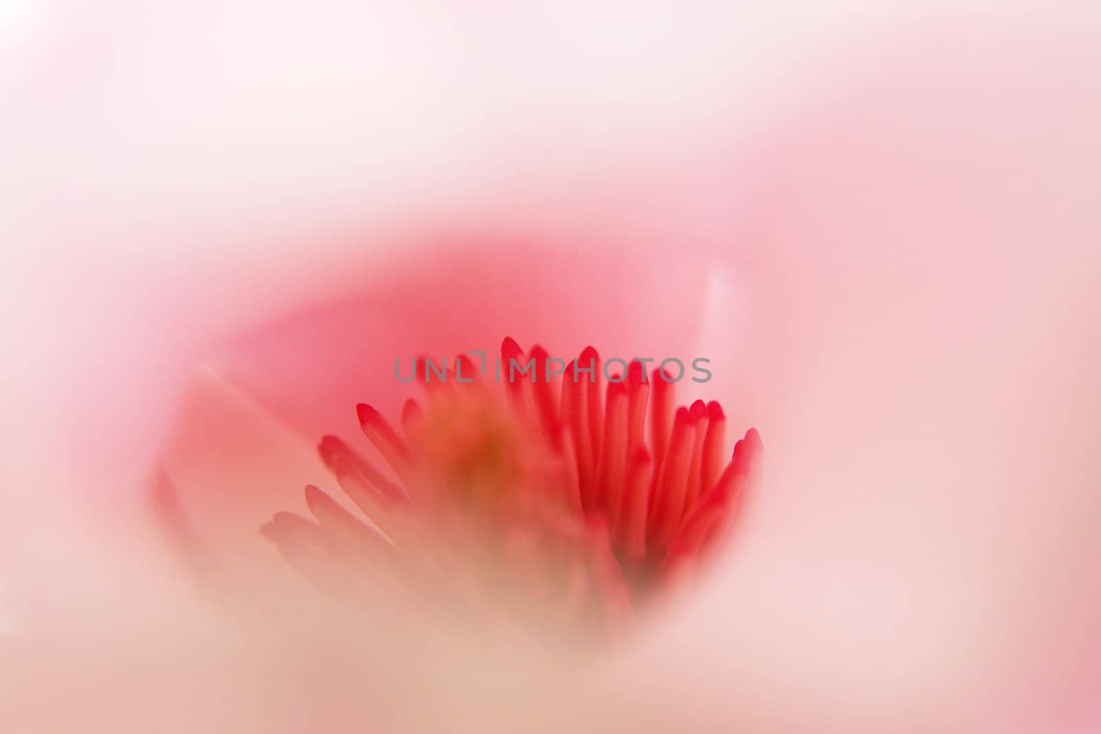 beautiful colorful viivid flowers in bloom pink