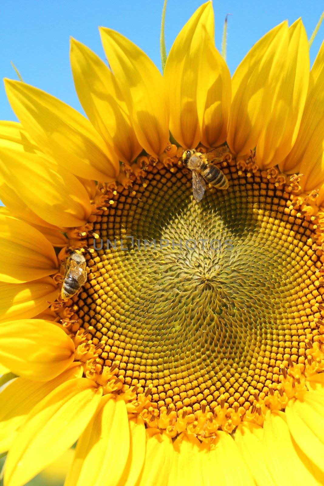 two bees on sunflower by goce