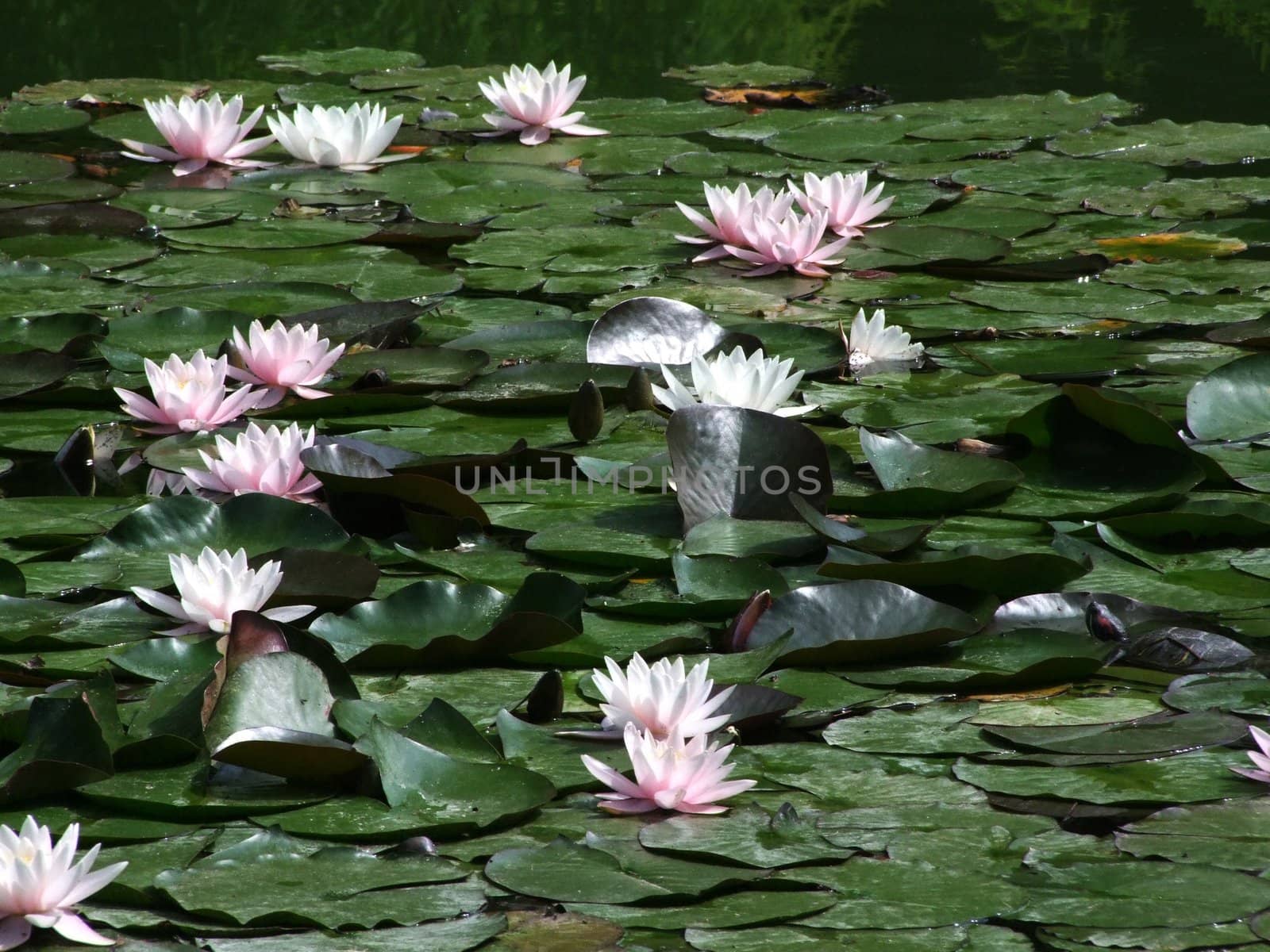 Beautiful Waterlily on pound in park