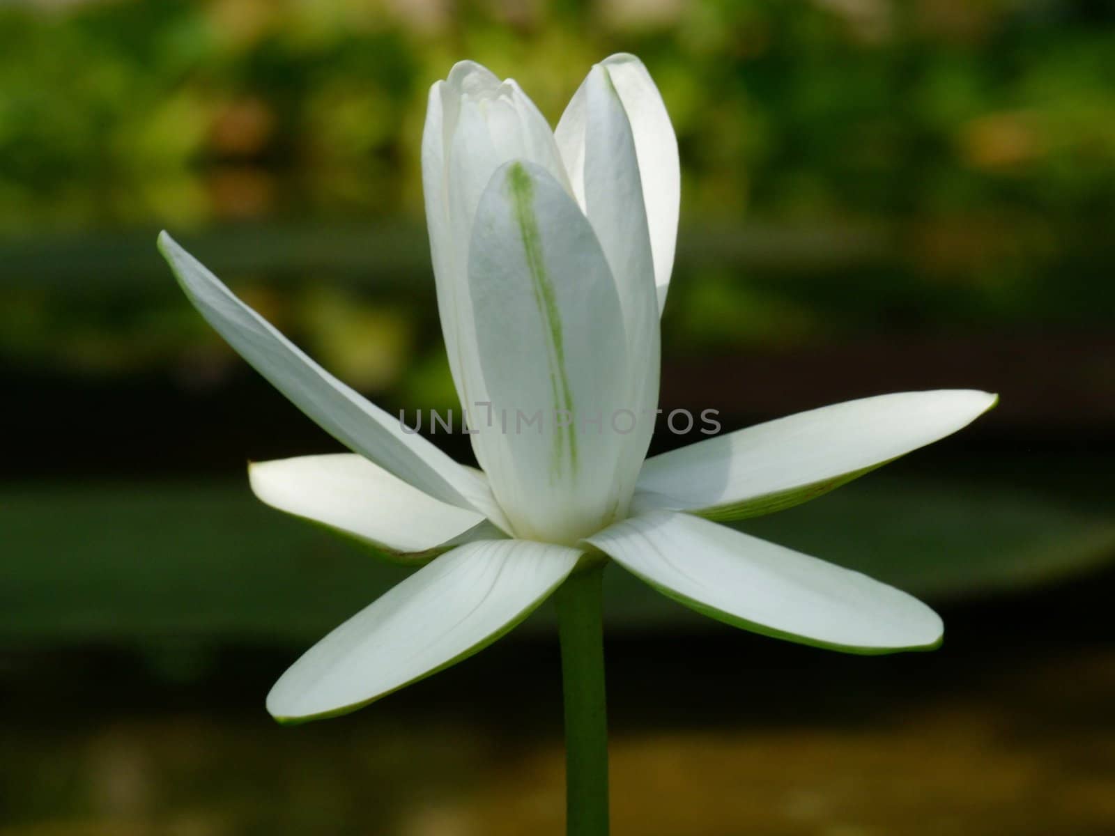 Waterlily flower, lotos by atlas