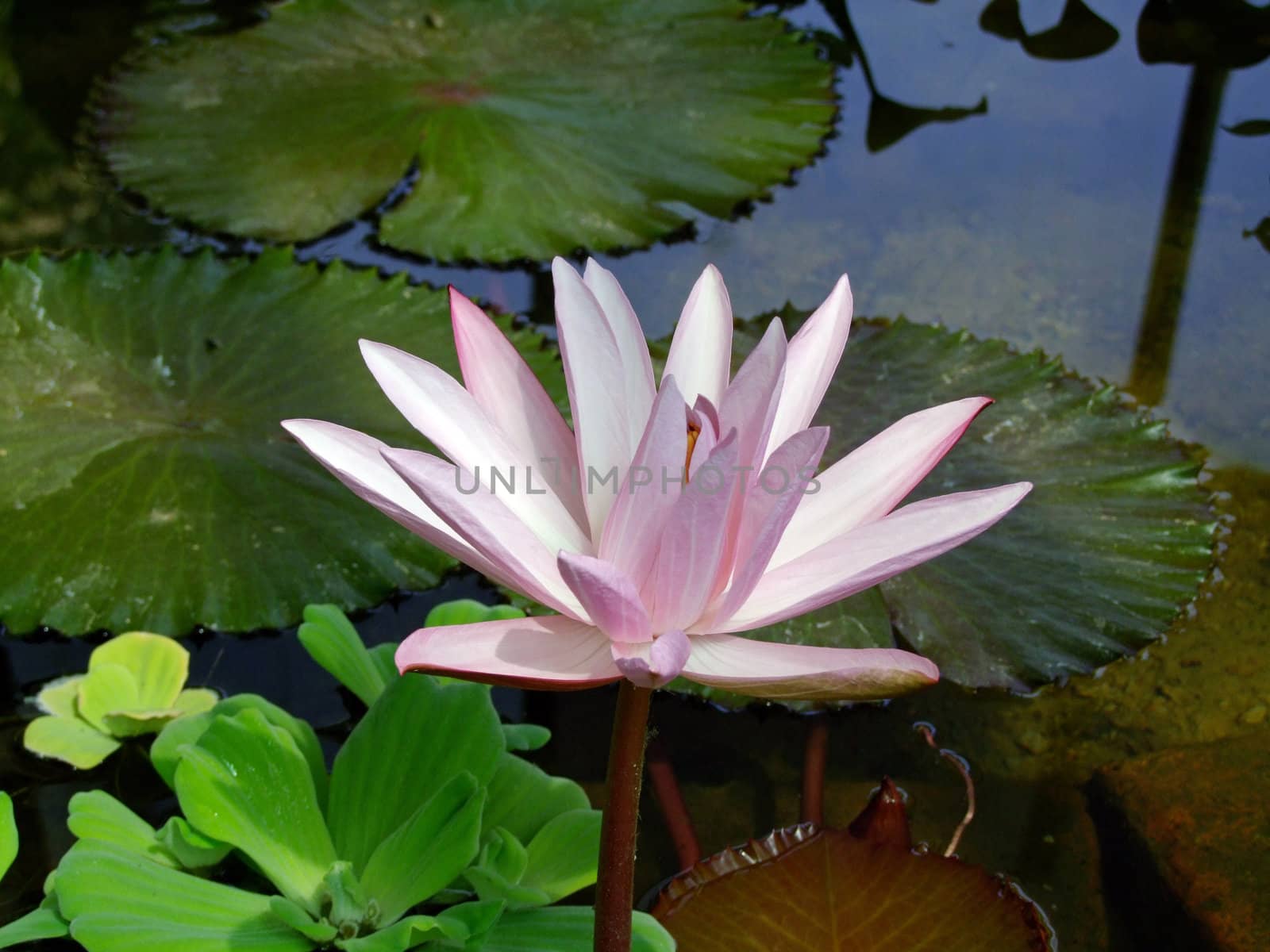 Waterlily flower, lotos