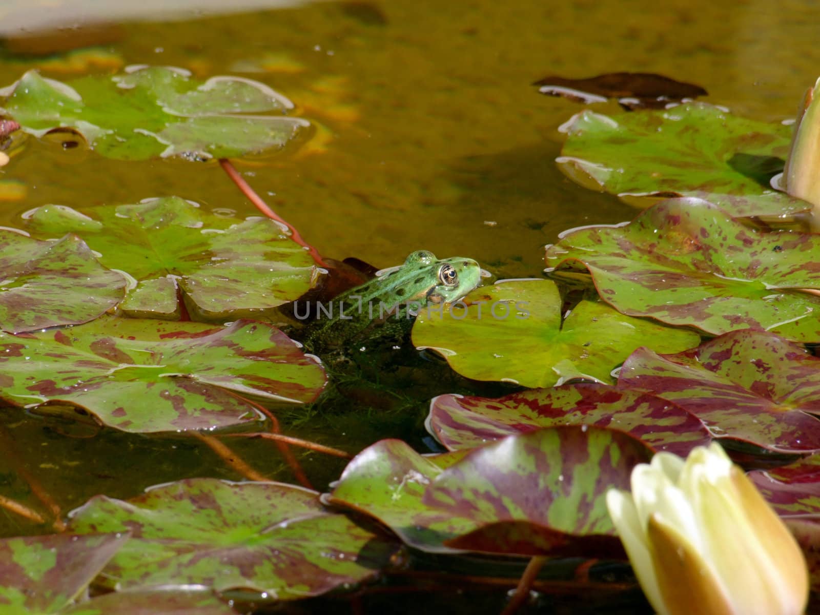 Green frog in water by atlas