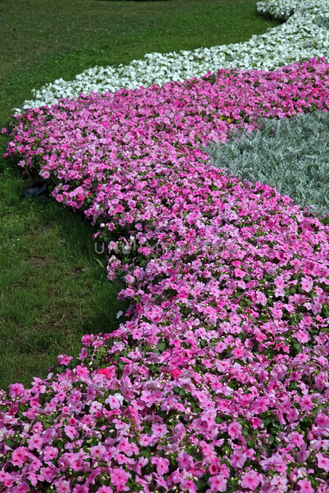 Flowers in garden by atlas