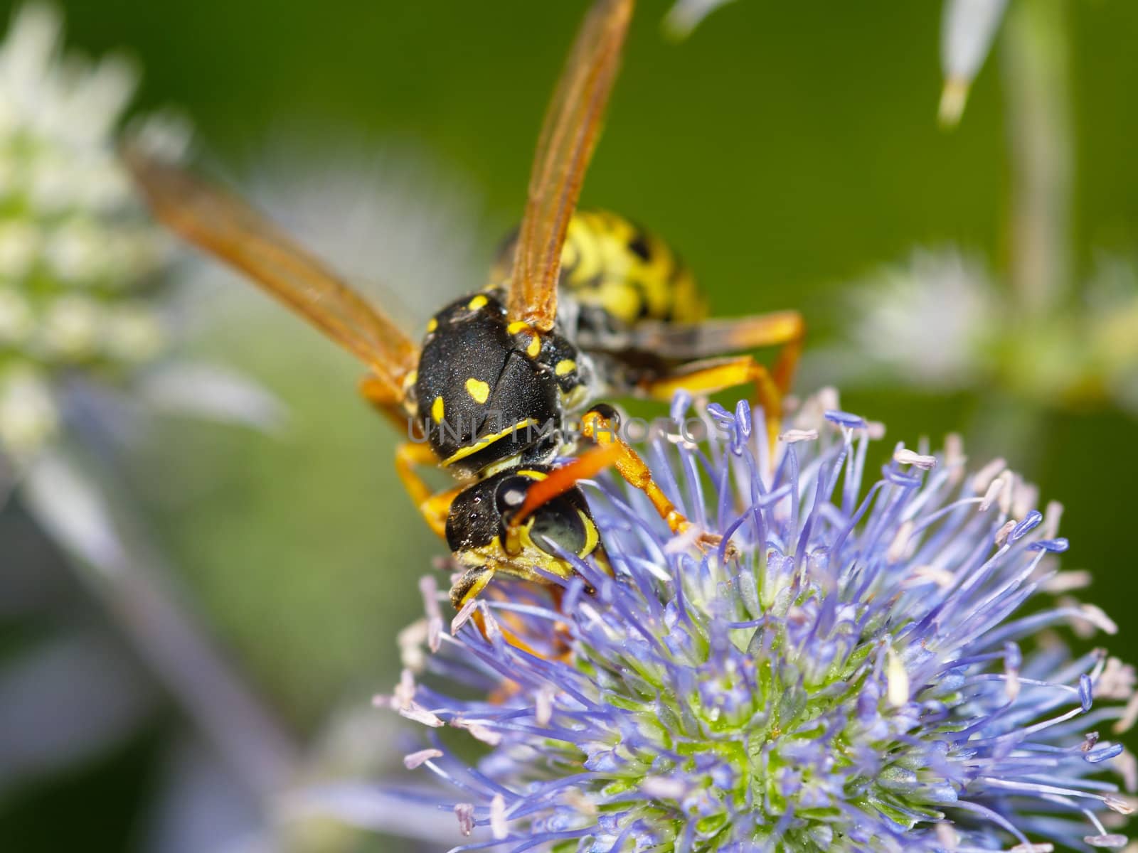 wasp on a thistles blossom