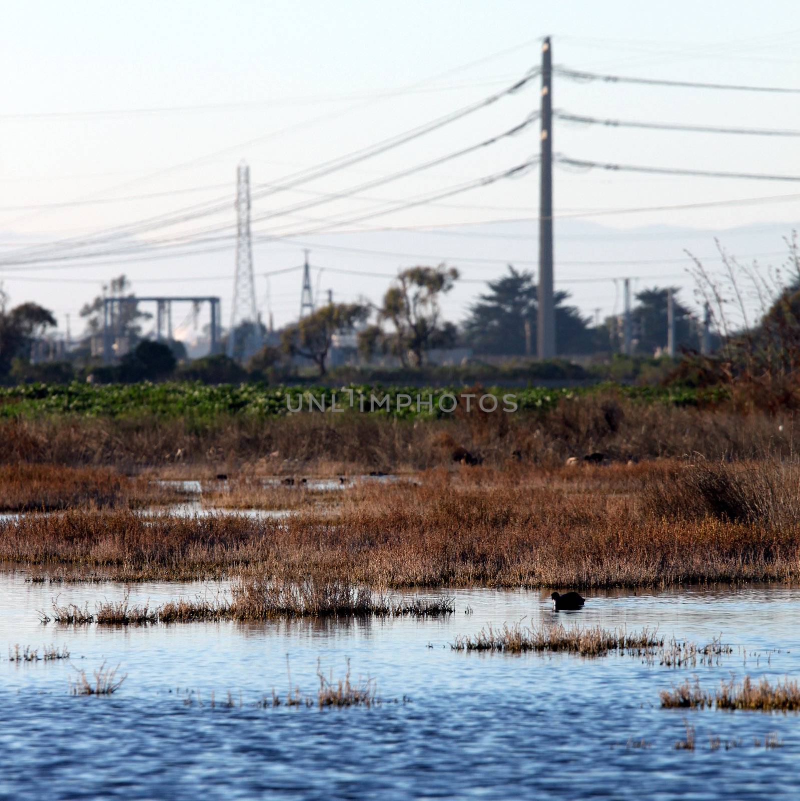 wetland near the Ormond Beach california oxnard