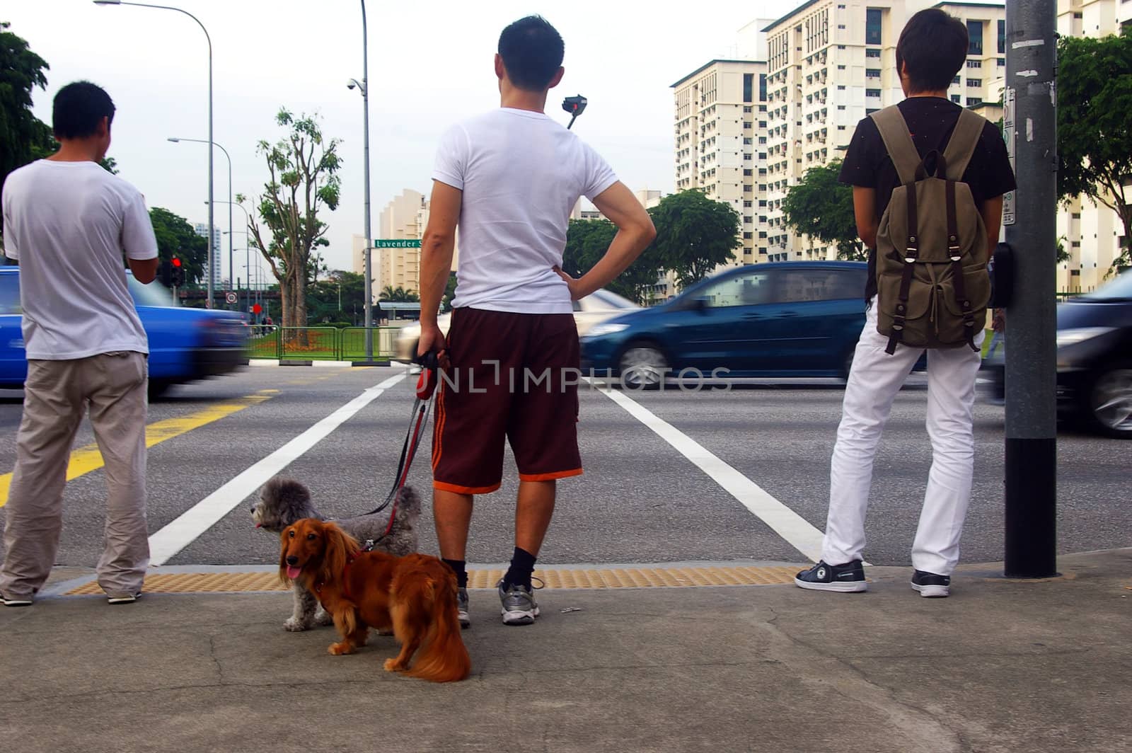 Pedestrians and dogs waiting to cross the road, Lavender street, Singapore.