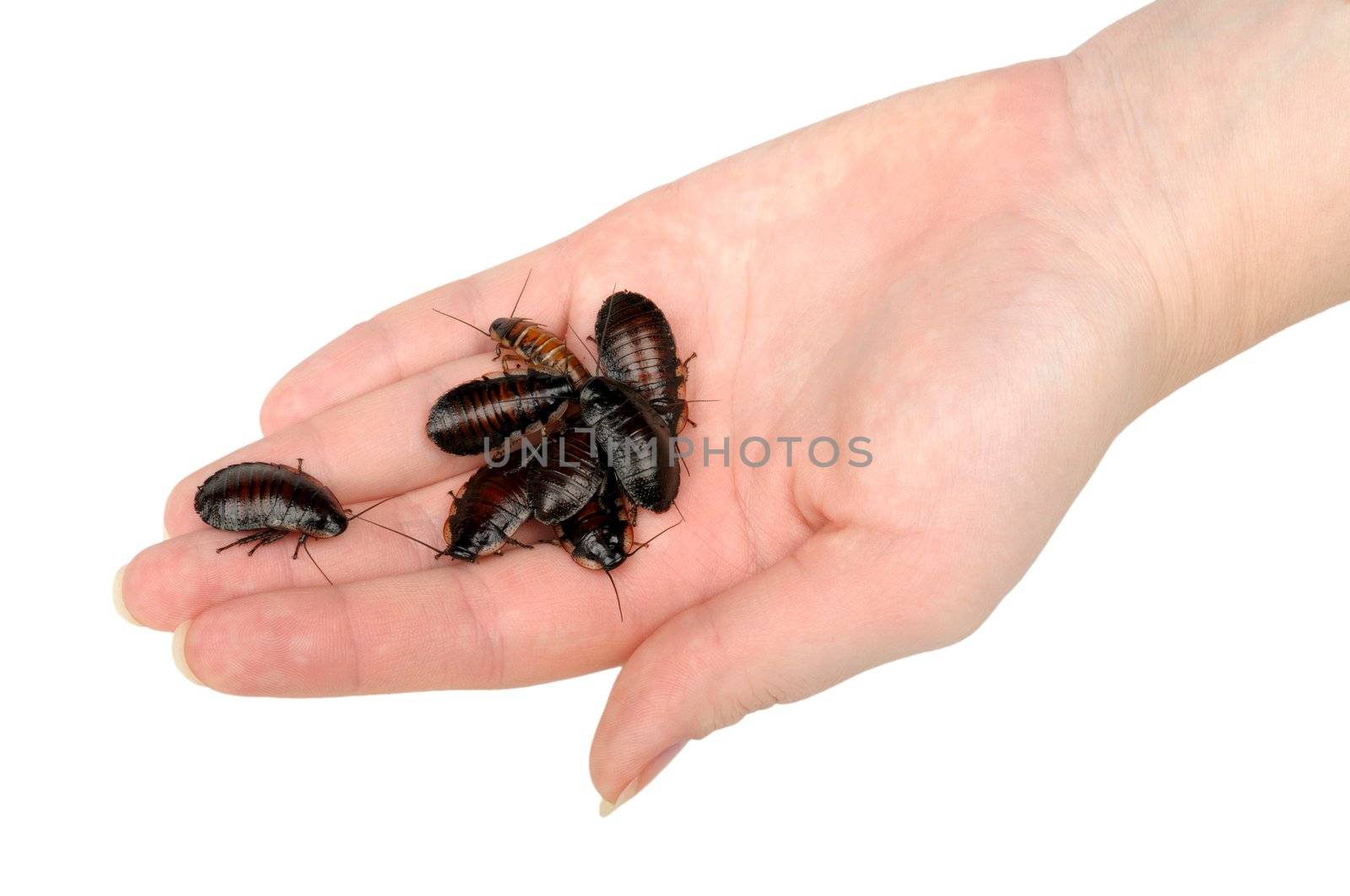 pile of cockroaches in the hand isolated on white background