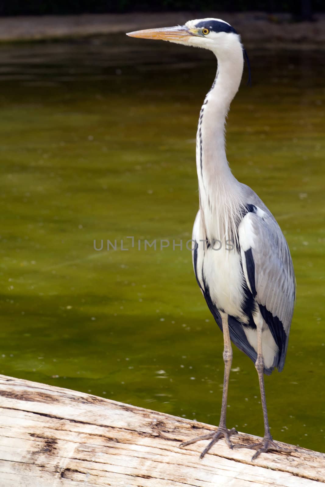 A Heron fishing at the edge of a Lake in Europe