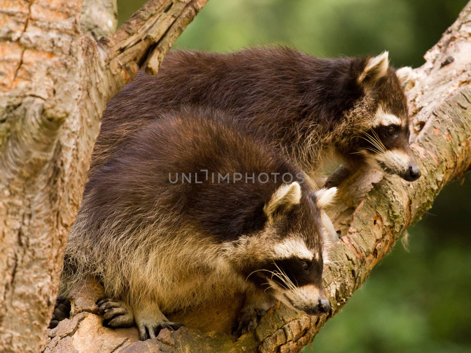 Raccoons Playing around a tree on a summer evening
