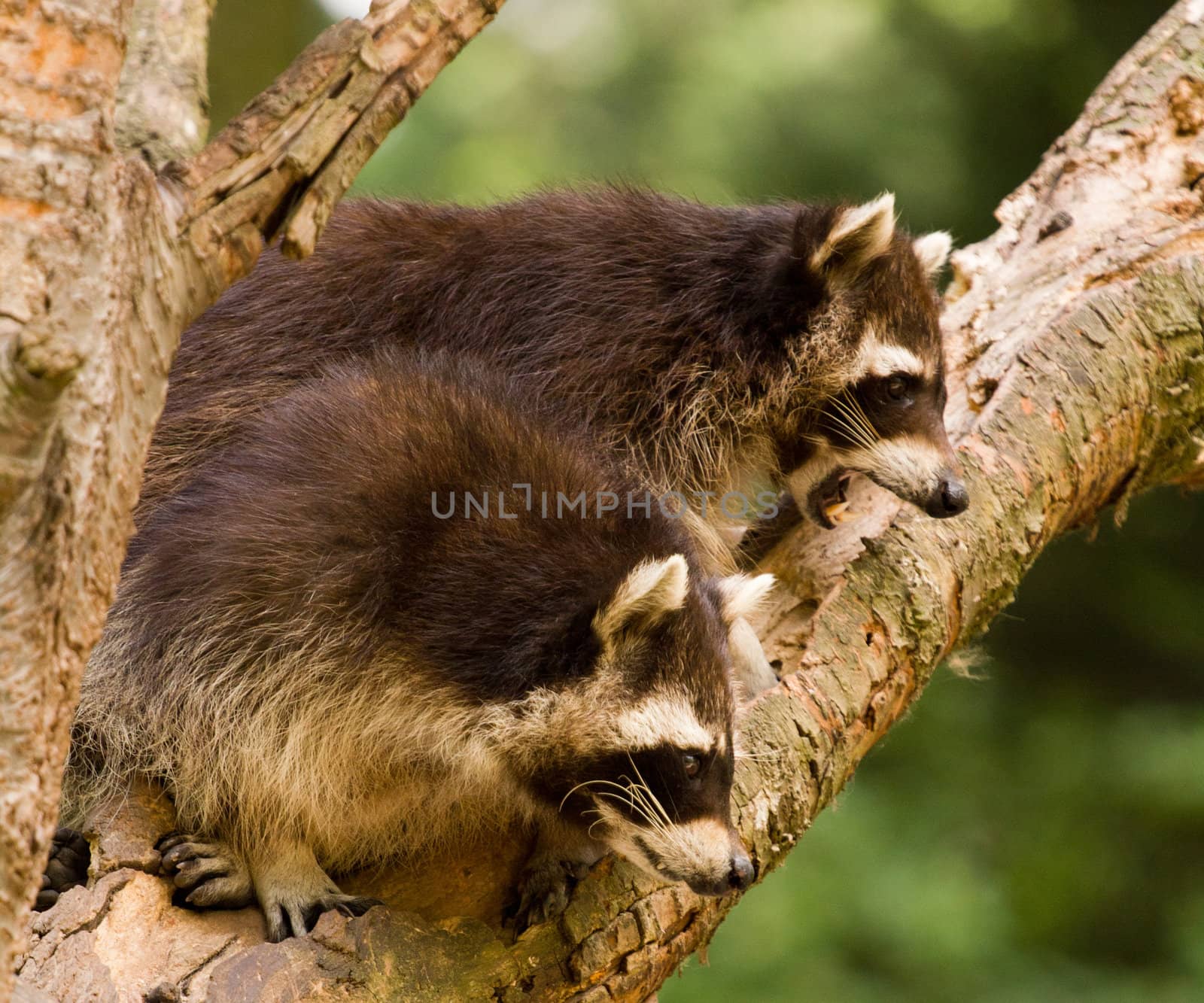 Raccoons Playing around a tree on a summer evening