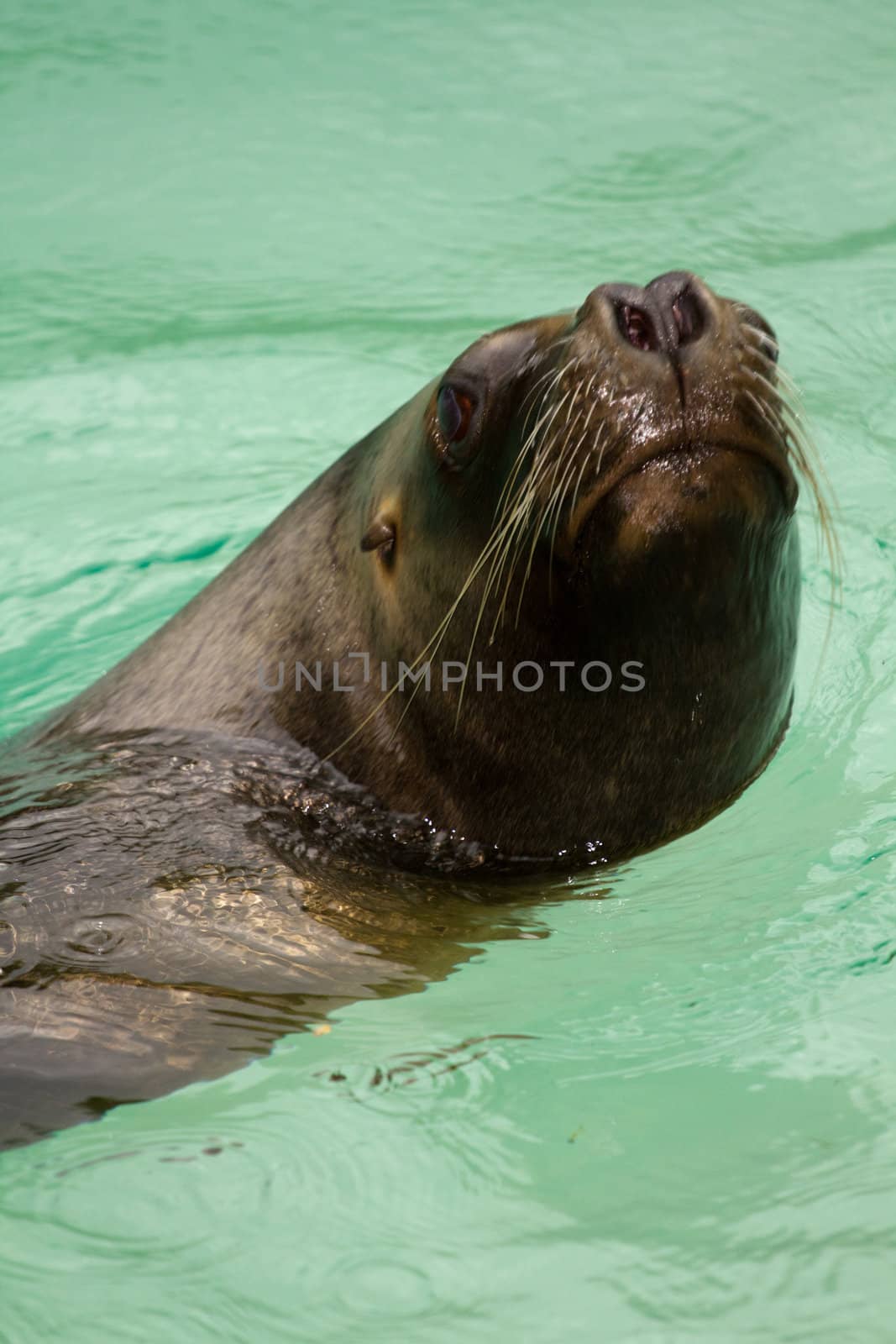 Sea Lions near the beach as rain begins to appear