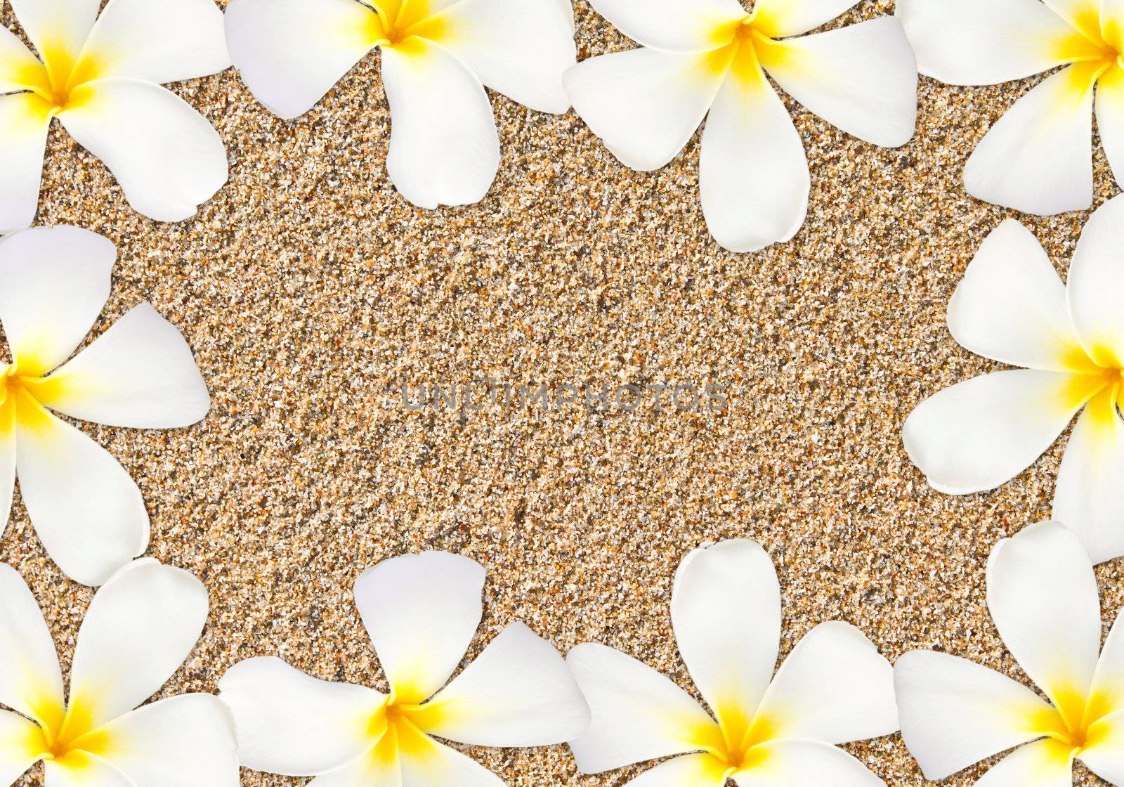 Frangipani flower frame on sand by nuchylee