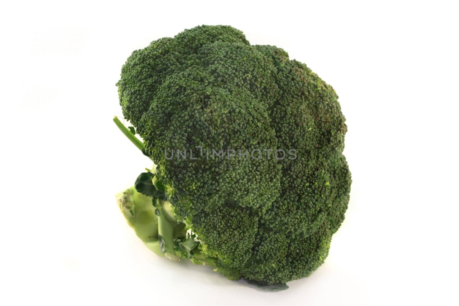 green broccoli head on a white background