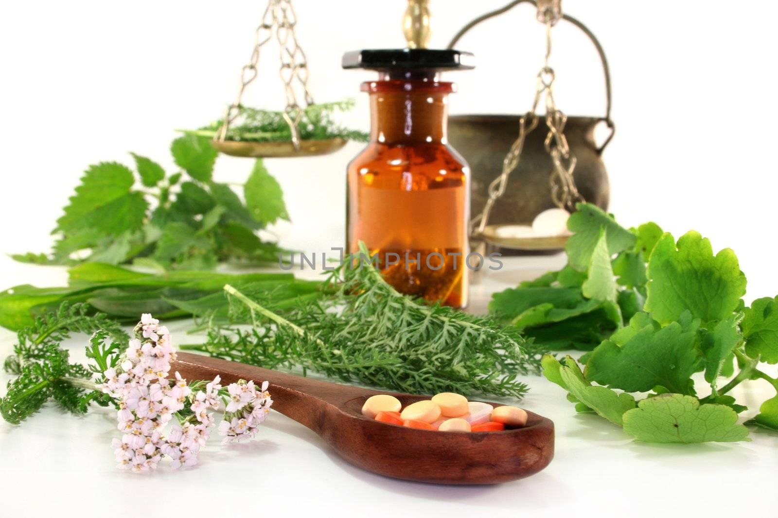 fresh medicinal herbs and spices on a white background