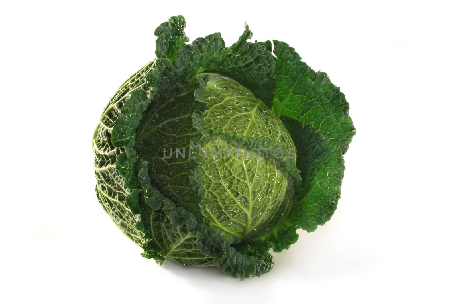 fresh, raw savoy cabbage on a white background